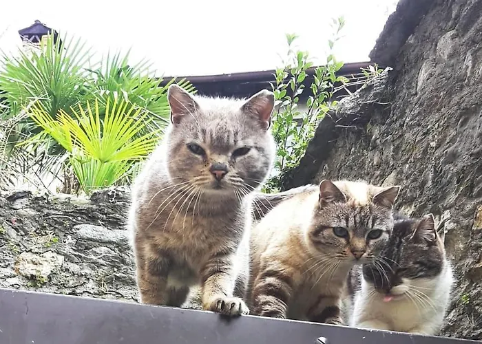 Apartman House Of Cats *