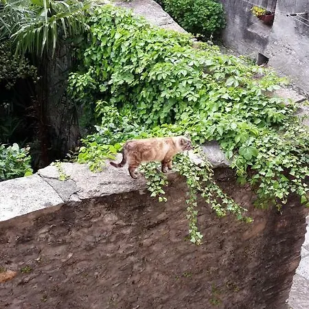 Appartamento House Of Cats