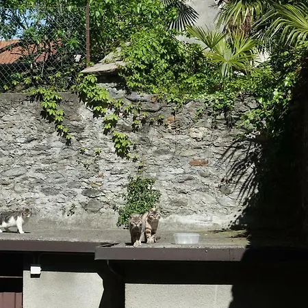 House Of Cats *