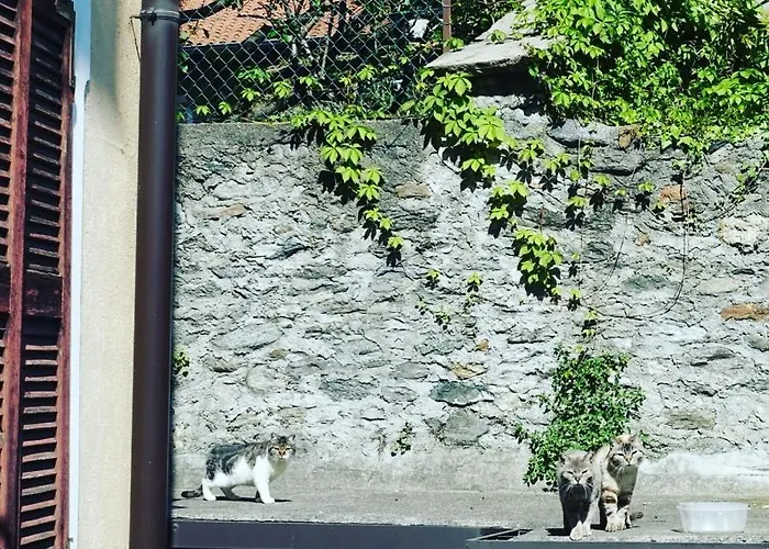 Appartement House Of Cats *