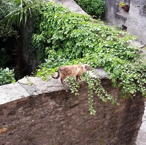 公寓 House Of Cats