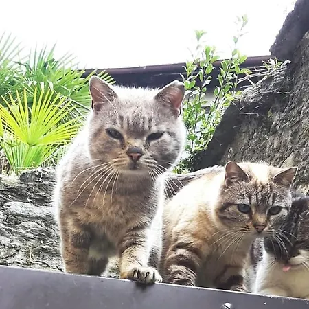 アパート House Of Cats *